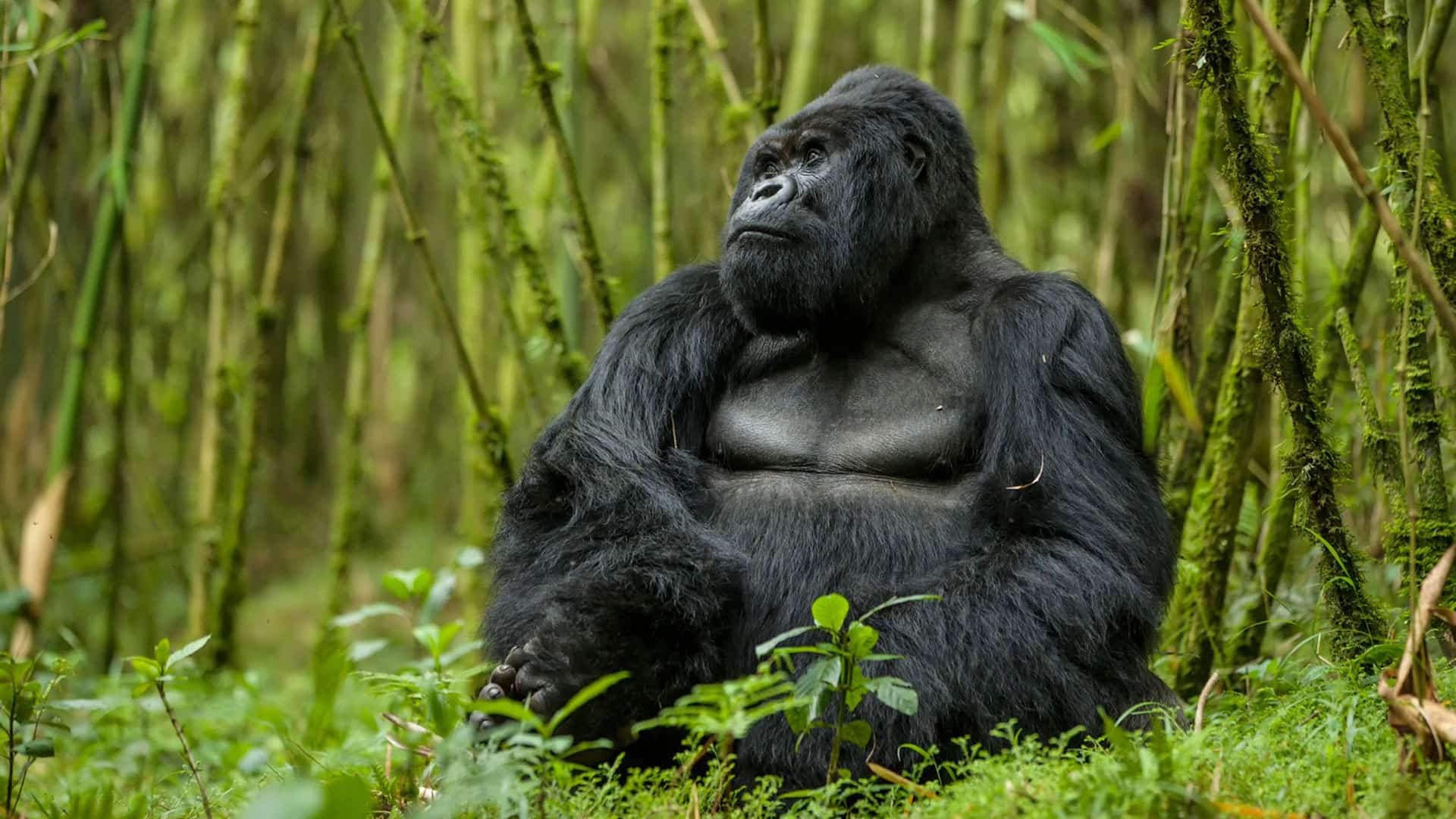 gorillas-in-Rwanda