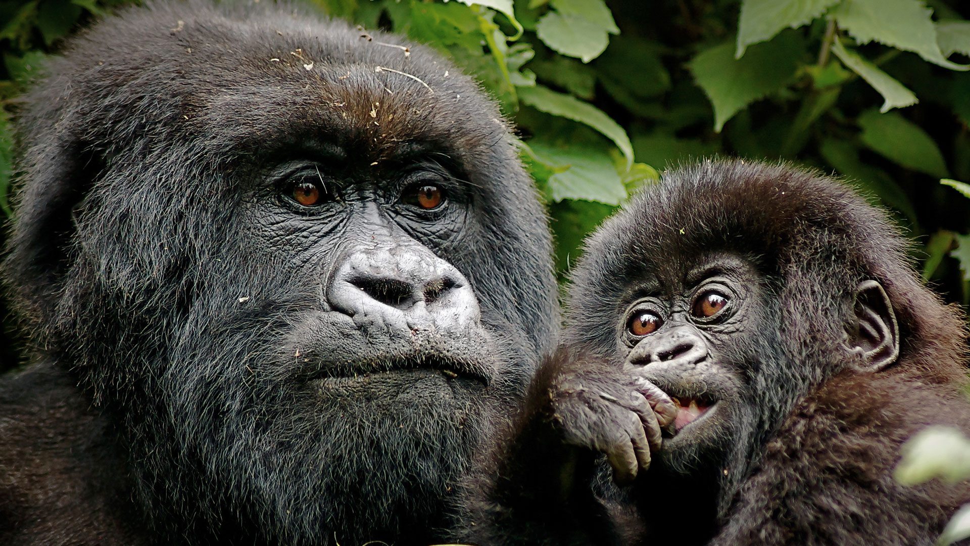 volcanoes-national-park Gorilla Trekking