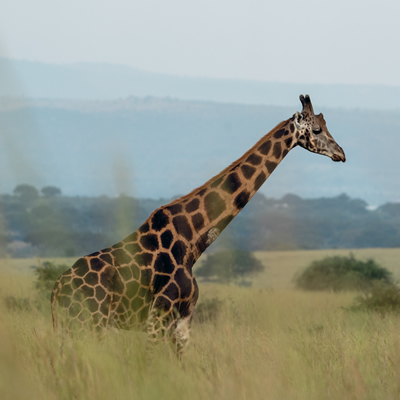 WILDLIFE TOURS