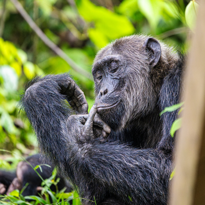 CONGO TOURS 